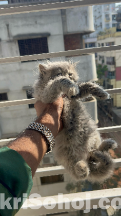 Traditional Persian Cat